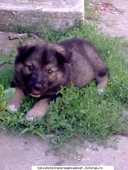 nu bat pe verz biutiful animalele voastre! a pus cineva,pun şi eu cu monstrul meu mic,cu